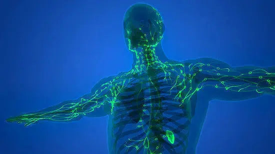 The-Comprehensive-Benefits-of-LYMPHX-Your-All-in-One-Natural-Remedy Healthy Day Supplements