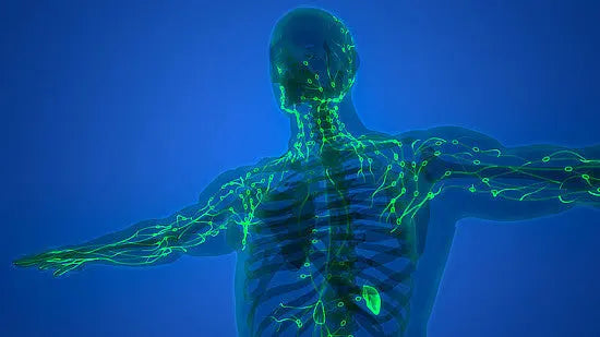 The-Comprehensive-Benefits-of-LYMPHX-Your-All-in-One-Natural-Remedy Healthy Day Supplements